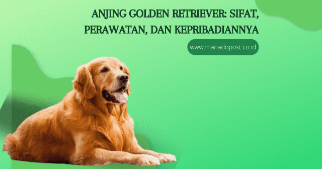 Anjing Golden Retriever: Sifat, Perawatan, dan Kepribadiannya