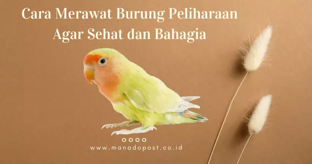 Cara Merawat Burung Peliharaan Agar Sehat dan Bahagia