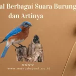 Mengenal Berbagai Suara Burung dan Artinya