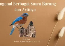 Mengenal Berbagai Suara Burung dan Artinya