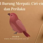 Mengenal Burung Merpati: Ciri-ciri dan Perilaku